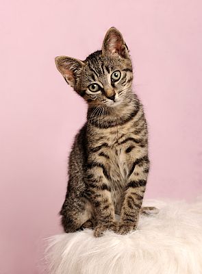cute-little-kitten-2023-11-27-05-12-01-utc-web
